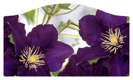 DASHELL-024 Purple Cylmaties